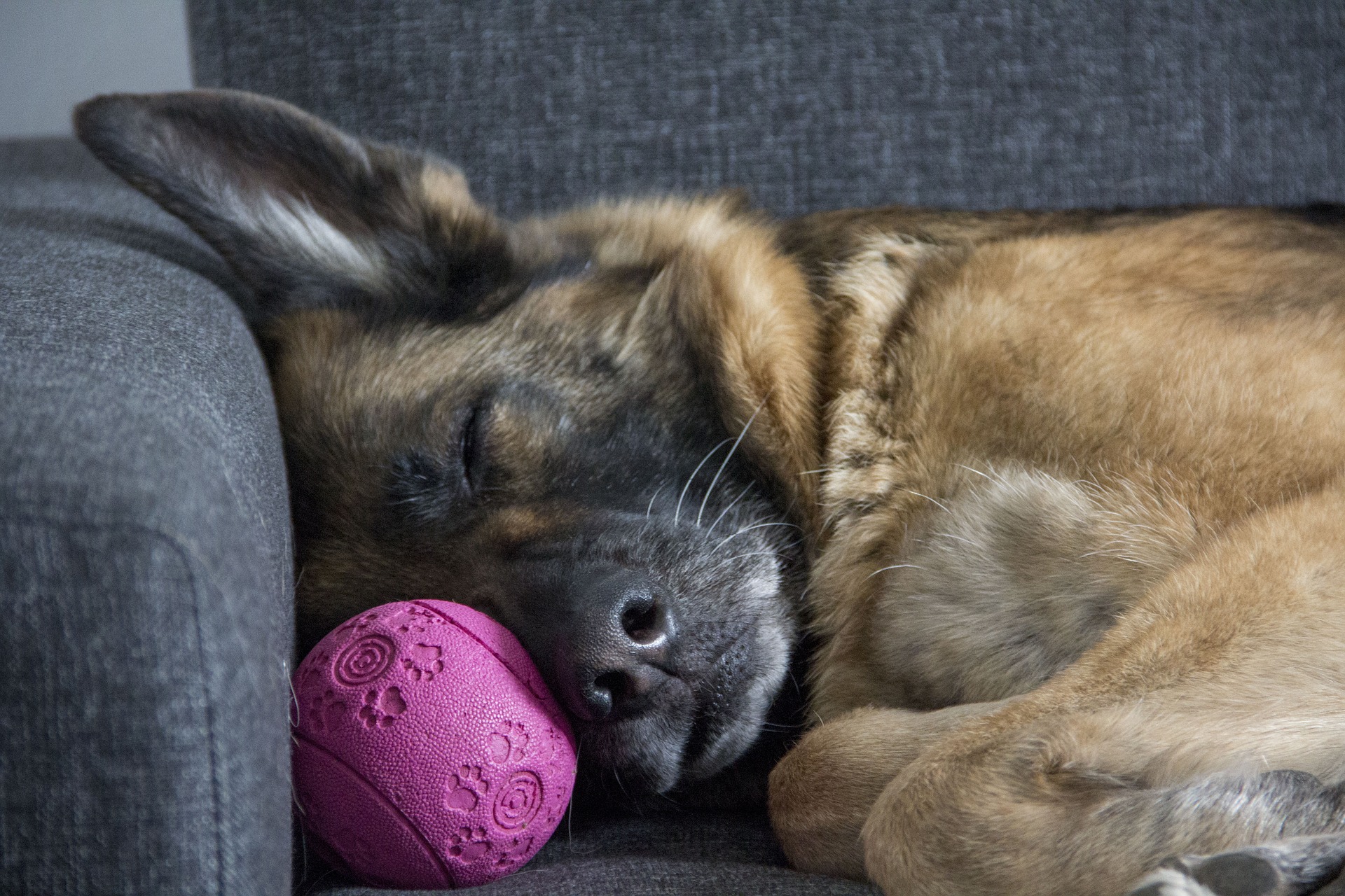 dog-sleeping