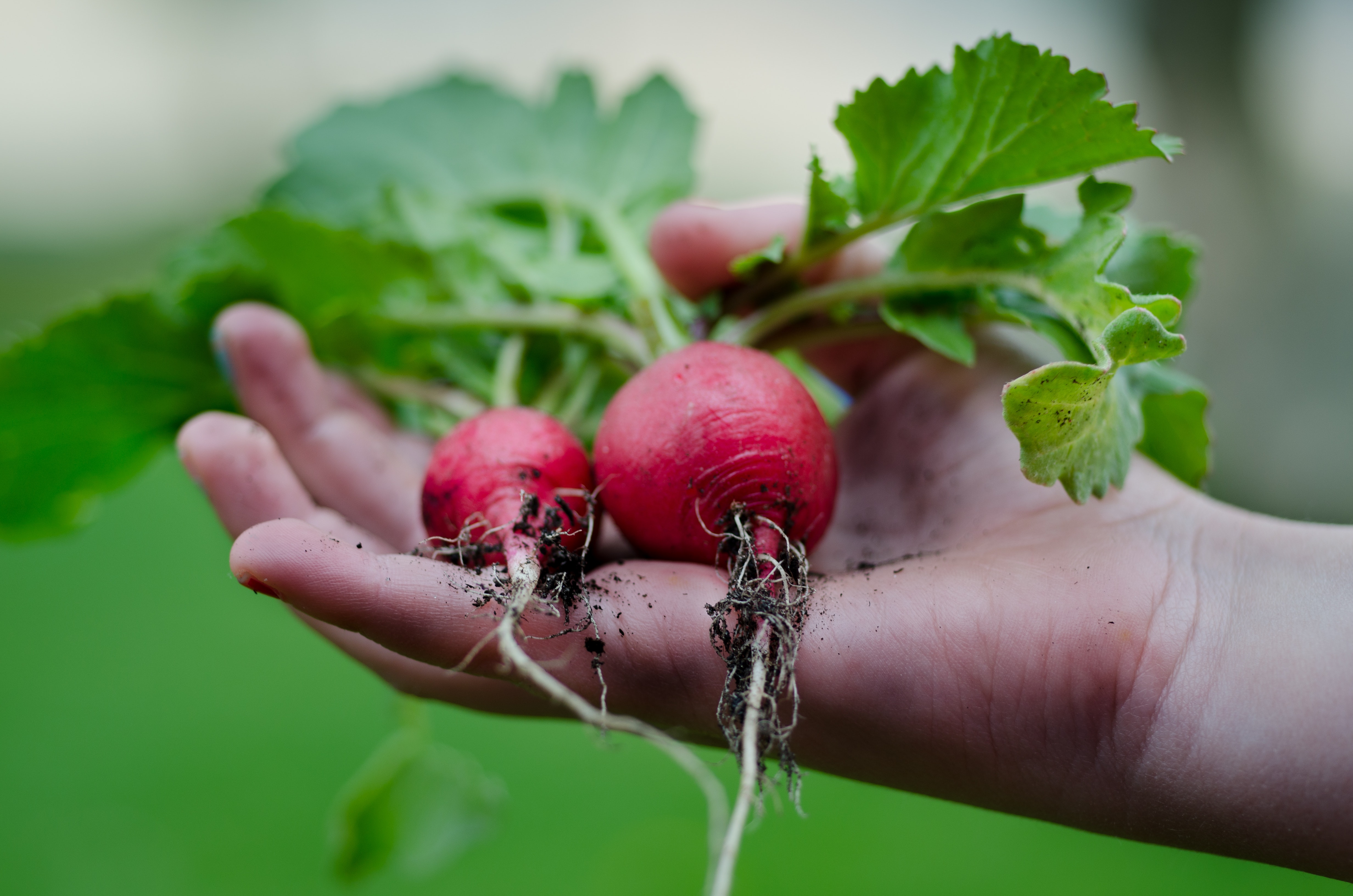 grow-your-own